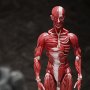 Human Anatomical Model