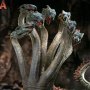 Hydra (Ray Harryhausen's 100th Anni)