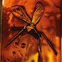 Ingot Mosquito In Amber