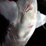 Jaws
