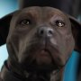 John Wick Milestones