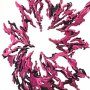 Juri Ultimate Bonus Edition