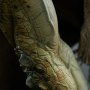 Killer Croc