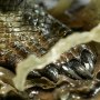 Killer Croc