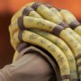 Kit Fisto Premier Collection
