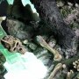 Kong Vs. Skar King Bonus Edition