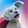 Krypto Premium Format