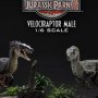 Velociraptor Male