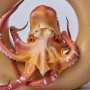 Magellan Octopus