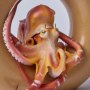 Magellan Octopus