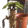 Harry Potter: Magical Creatures Mandrake