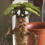 Magical Creatures Mandrake