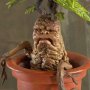 Magical Creatures Mandrake