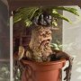 Magical Creatures Mandrake