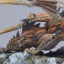 Hunter Clan Dragon (studio)