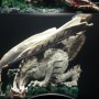 Water Clan Dragon (studio)