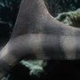 Mosasaurus Wonders Of Wild Series DX
