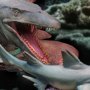 Mosasaurus Wonders Of Wild Series DX
