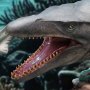 Mosasaurus Wonders Of Wild Series DX