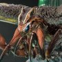 Mothra Bonus Edition