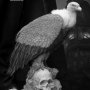 Murder Legendre Bela Lugosi Monotone