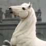 Napoleon White War Horse Prancing