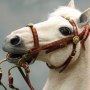 Napoleon White War Horse Prancing