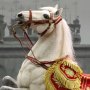 Napoleon White War Horse Prancing