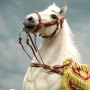 Napoleon: Napoleon White War Horse Prancing