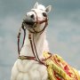 Napoleon White War Horse Prancing