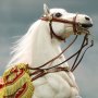 Napoleon White War Horse Prancing