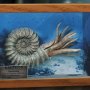 Nautilus Frame Wonders Of Wild Series