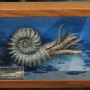 Nautilus Frame Wonders Of Wild Series