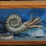 Nautilus Frame & Fossil Wonders Of Wild Series Deluxe