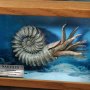 Prehistoric Creatures: Nautilus Frame Wonders Of Wild Series