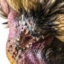 Nergigante Moster Hunter World