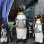 Penguin Army 3 Pieces Accessories