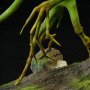 Pickett