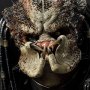 Predator Jungle Hunter Limited