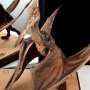 Pteranodon