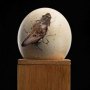 Pterosaur Hatching ECC Line