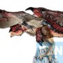 Rathalos