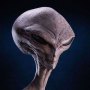 Reptilian Grey (Steve Wang)