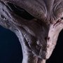 Reptilian Grey (Steve Wang)