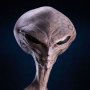 Reptilian Grey (Steve Wang)