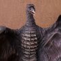 Rodan (Azai Zoukei)