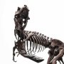 Rotunda T-Rex Skeleton Bronze