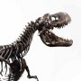 Rotunda T-Rex Skeleton Bronze