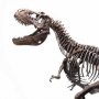 Rotunda T-Rex Skeleton Bronze