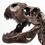 Rotunda T-Rex Skeleton Bronze